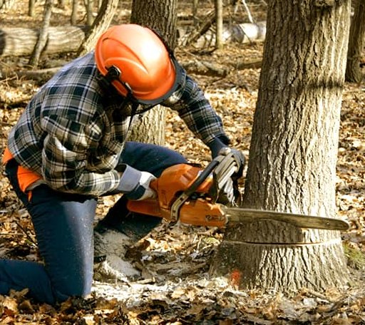 Tree Removal in Amelia, NE